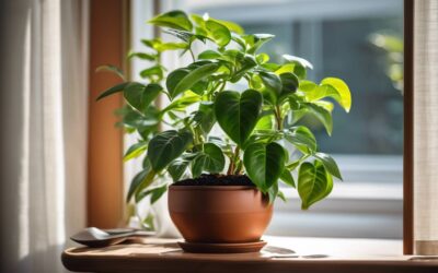 Jak hodować kawę arabica w domowych warunkach?