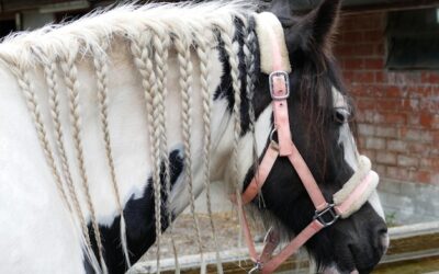 Zgrzebło dla konia do czego służy i kiedy warto z niego korzystać?