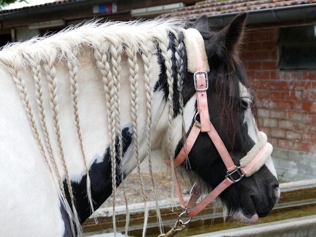 Zgrzebło dla konia do czego służy i kiedy warto z niego korzystać?