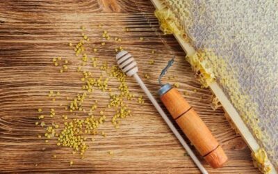 Co zawiera pyłek pszczeli i czym wyróżnia się jego skład?