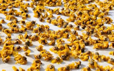 Jak wygląda pyłek pszczeli i jakie ma właściwości?