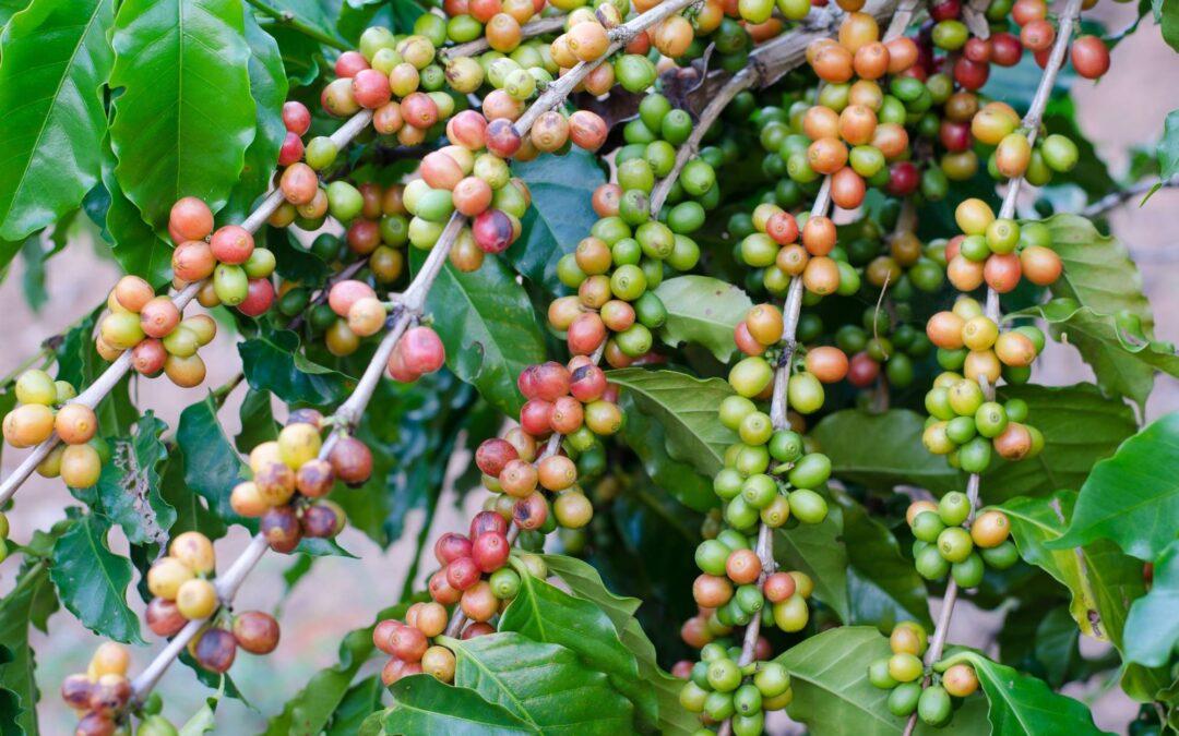 Arabica co to znaczy i czym różni się od innych kaw?