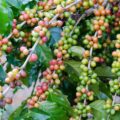 Arabica co to znaczy i czym różni się od innych kaw?