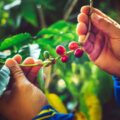 Robusta co to jest i jak wpływa na smak kawy?