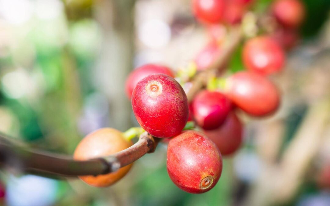 Robusta co to znaczy i czym różni się od innych gatunków kawy