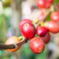 Robusta co to znaczy i czym różni się od innych gatunków kawy