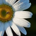 Pyłek kwiatowy jak przygotować do spożycia?